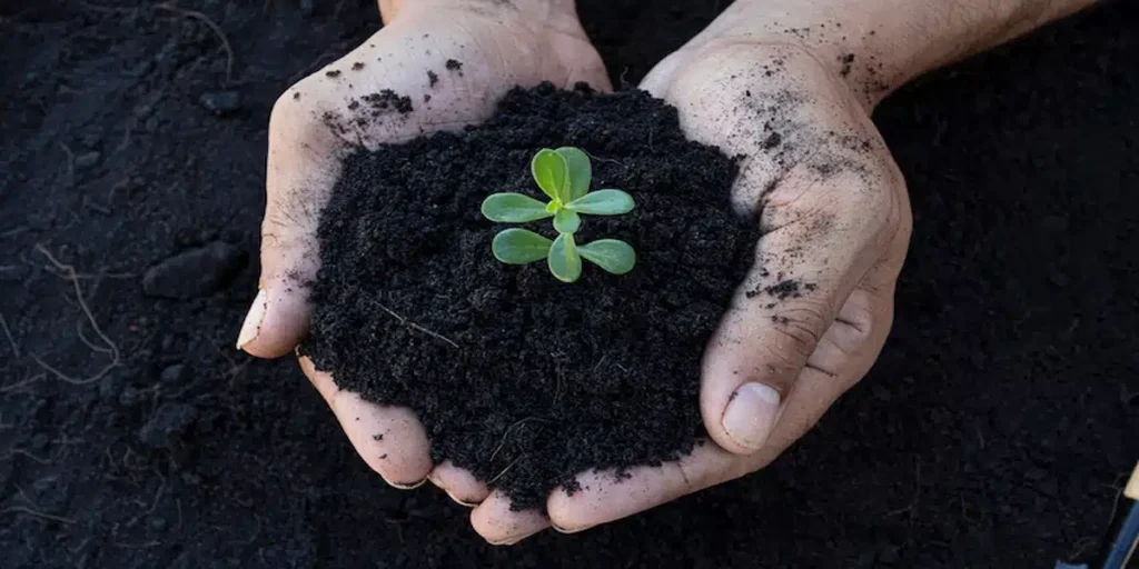 What Is Loam Soil? | A Complete Expert Guide