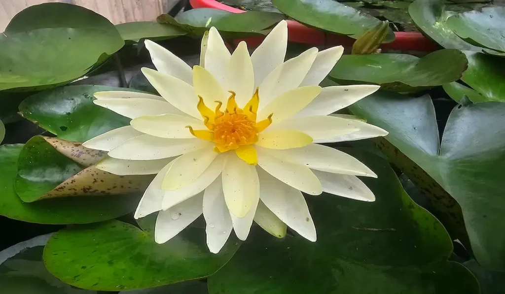Native Florida Aquatic Plants: Expert Guide for Palm Coast Water Gardens & Ponds