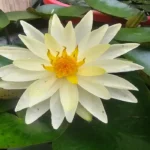 Native Florida Aquatic Plants: Expert Guide for Palm Coast Water Gardens & Ponds