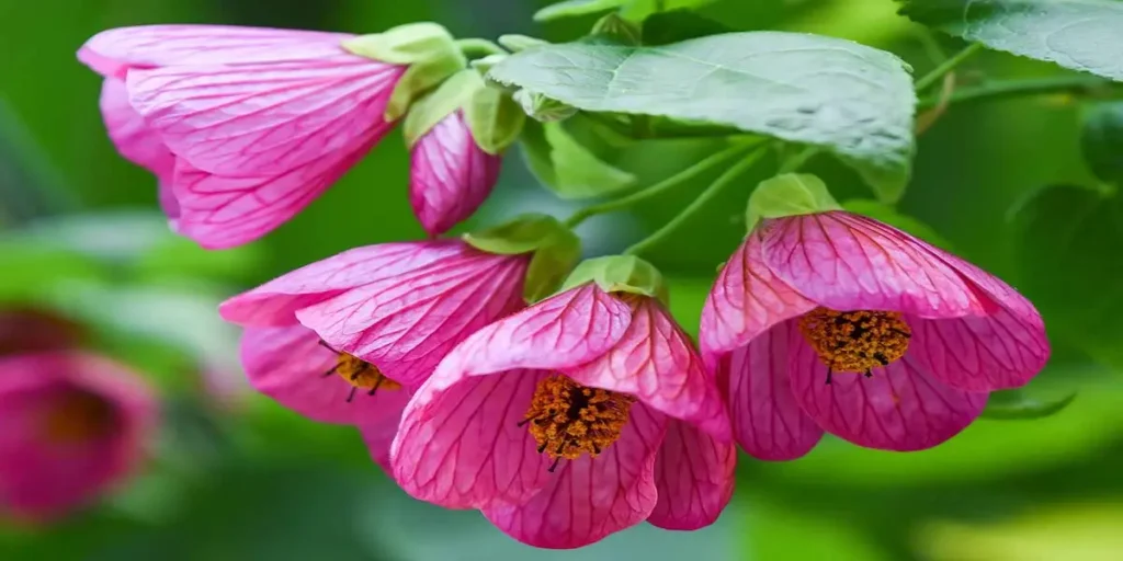 What Is a Flowering Maple?