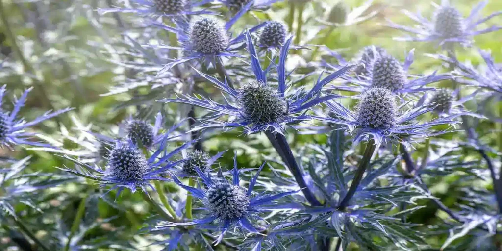 Why Spiky Plants in Florida Have Become My Go-To Choice for Palm Coast Yards