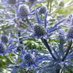 Why Spiky Plants in Florida Have Become My Go-To Choice for Palm Coast Yards