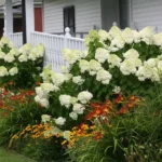 Beautiful Hydrangea Companion Plants | Complete Guide