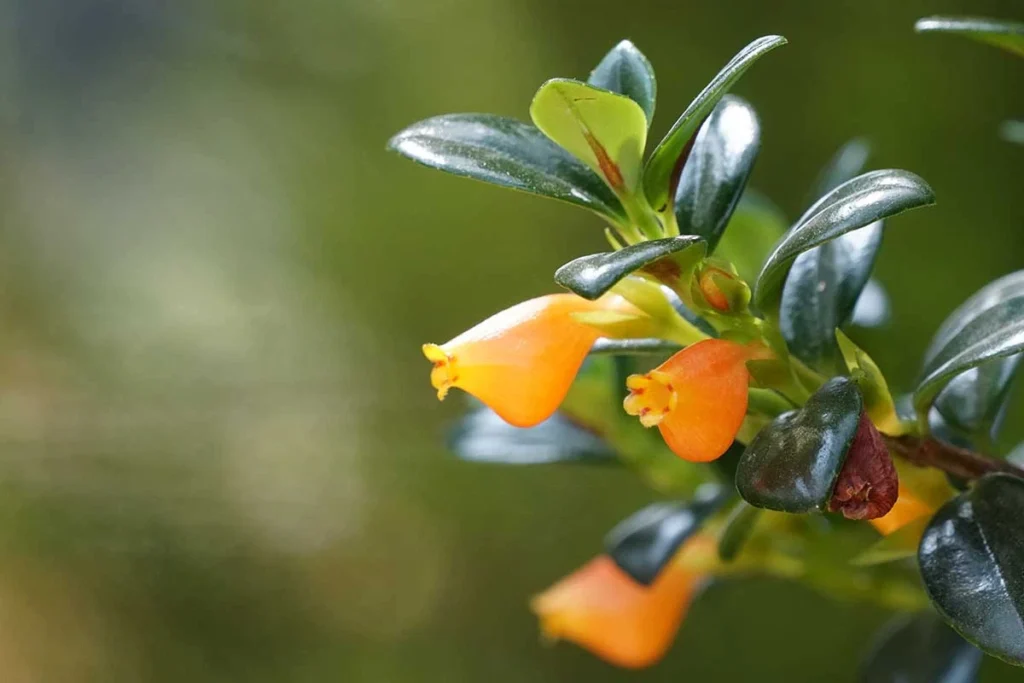 How to Grow and Care for Goldfish Plant