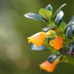 How to Grow and Care for Goldfish Plant