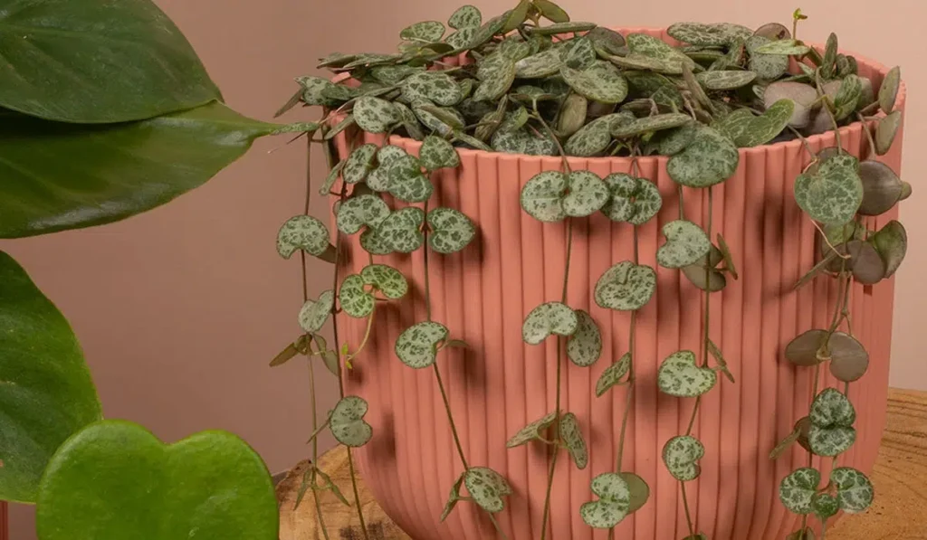 How to Grow String of Hearts Plant: A Complete Care Guide