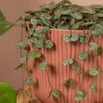 How to Grow String of Hearts Plant: A Complete Care Guide