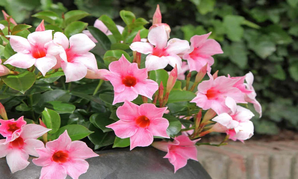 How to Plant Dipladenia