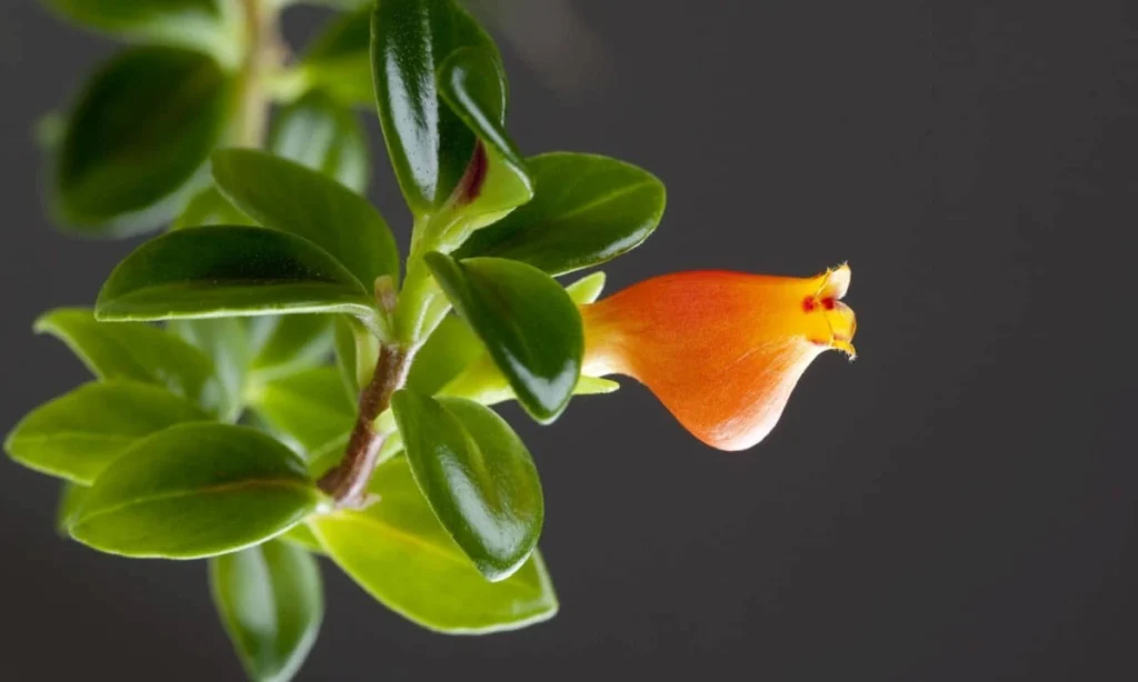 What Is a Goldfish Plant?