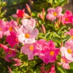 How to Grow & Care for Dipladenia Plant