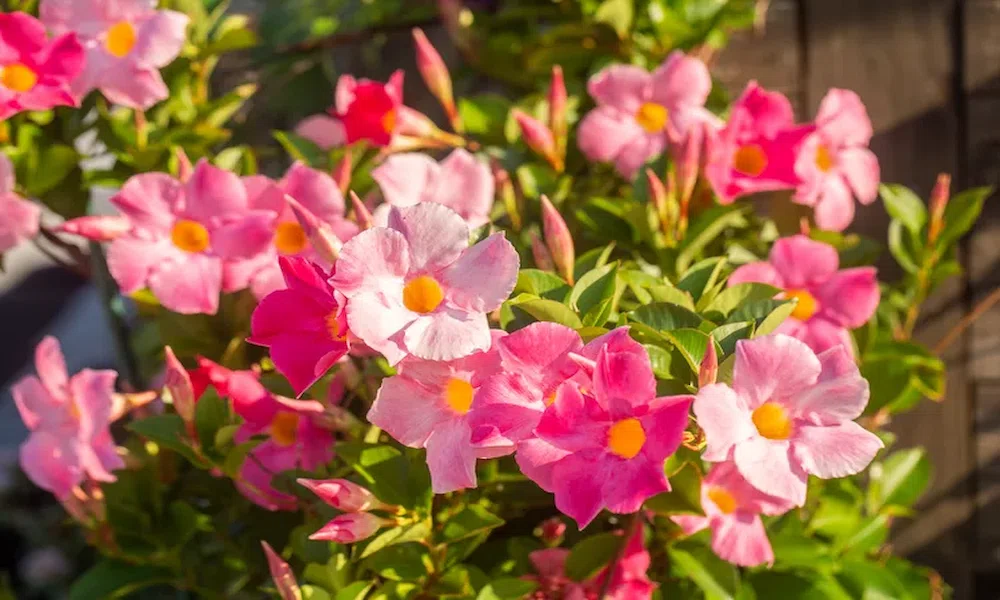 How to Grow and Care for Mandevilla