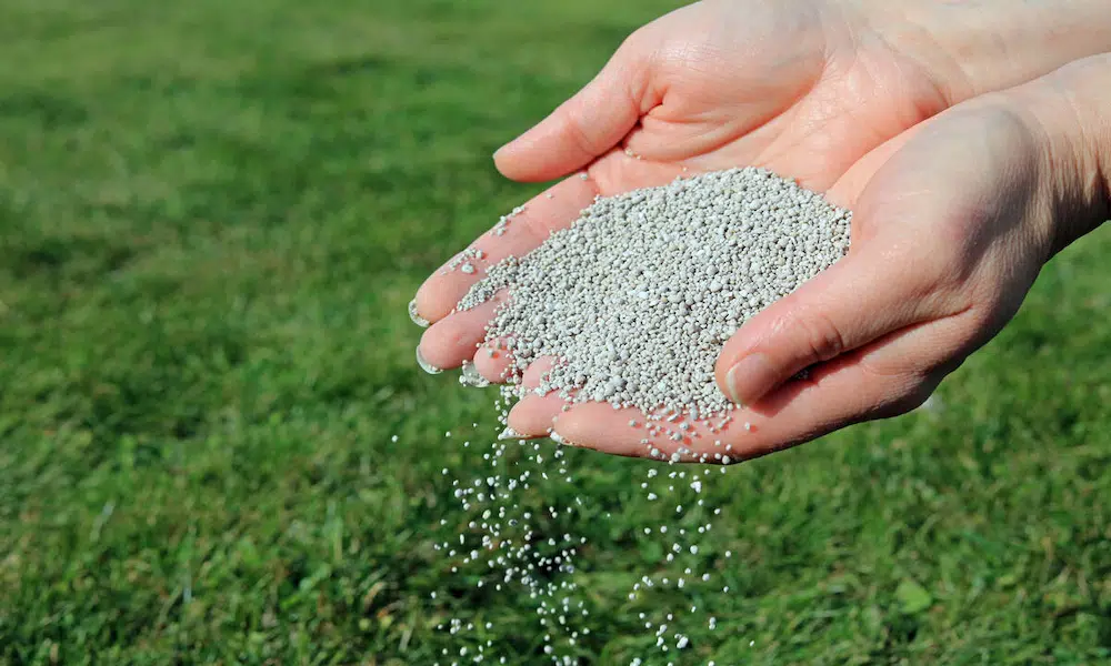 Hand spreading granular fertilizer over green lawn grass
