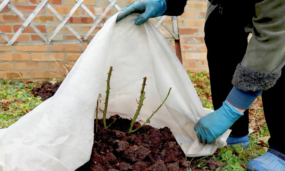 Gardener covering a pruned shrub with white frost cloth ahead of a freeze

