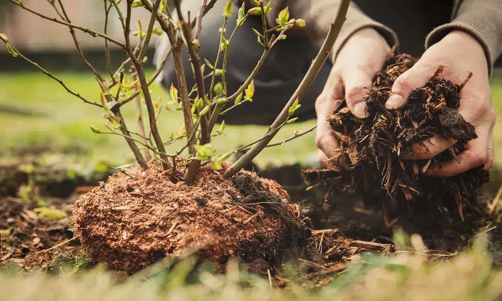Hands applying mulch around the base of a shrub for winter root protection