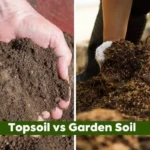 Topsoil vs Garden Soil: Which One Does Your Florida Yard Actually Need?