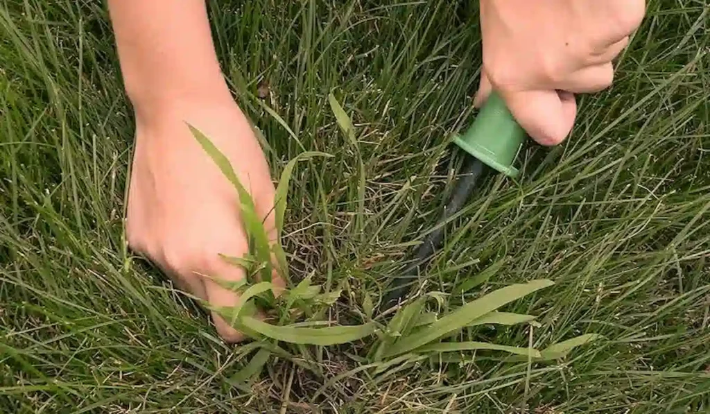 Crabgrass in St. Augustine Grass: Control & Prevention Guide