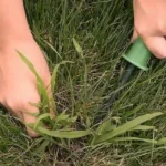 Crabgrass in St. Augustine Grass: Control & Prevention Guide