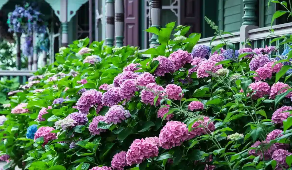 Hydrangea Shade Plants and What to Plant With Them