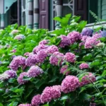 Hydrangea Shade Plants and What to Plant With Them