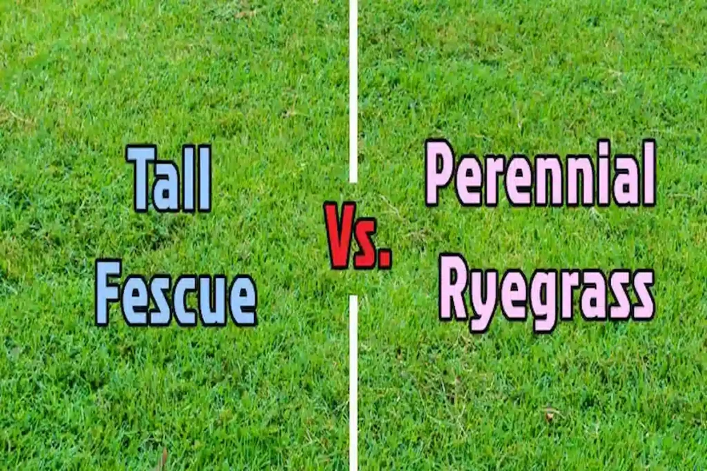 Fescue Grass vs Ryegrass: Which One Fits Your Palm Coast Lawn?