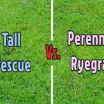 Fescue Grass vs Ryegrass: Which One Fits Your Palm Coast Lawn?