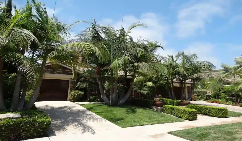 King palm trees planted in clusters along a home driveway and front lawn