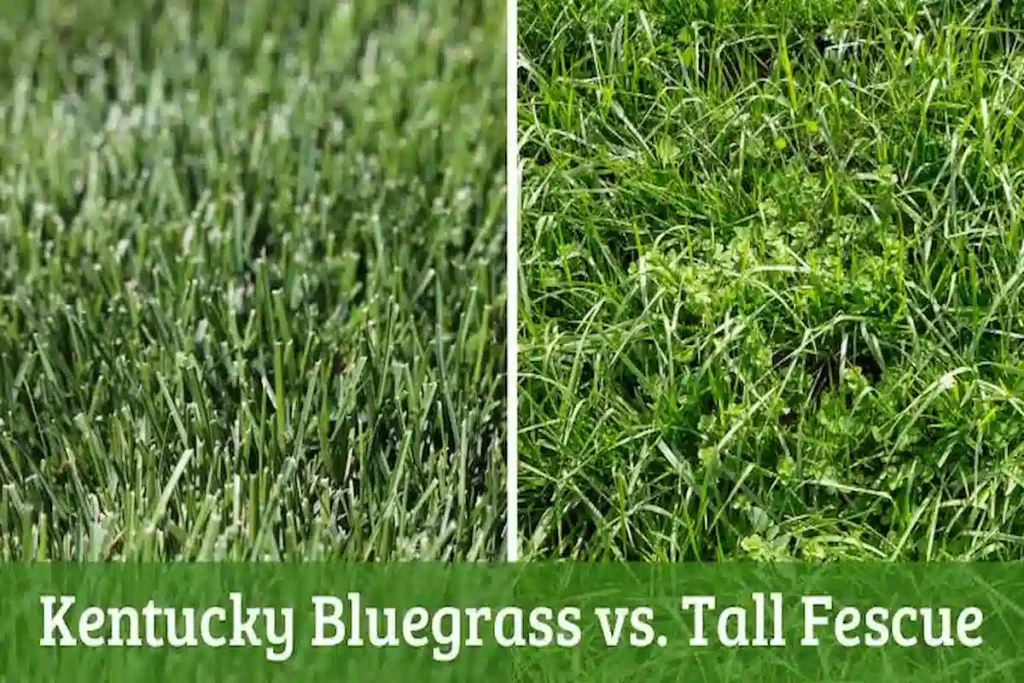 Kentucky Bluegrass vs Tall Fescue | Full Comparison