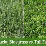 Kentucky Bluegrass vs Tall Fescue | Full Comparison