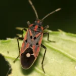 How to Protect Your Lawn from Chinch Bugs in Florida