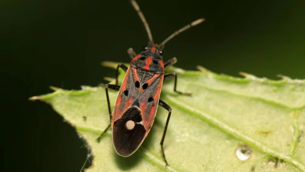 How to Protect Your Lawn from Chinch Bugs in Florida