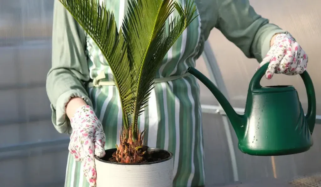 Gardener watering a potted palm with a green watering can