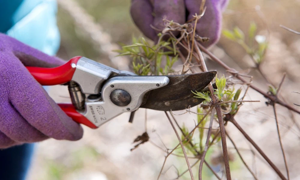 pruning dead branches shrub winter