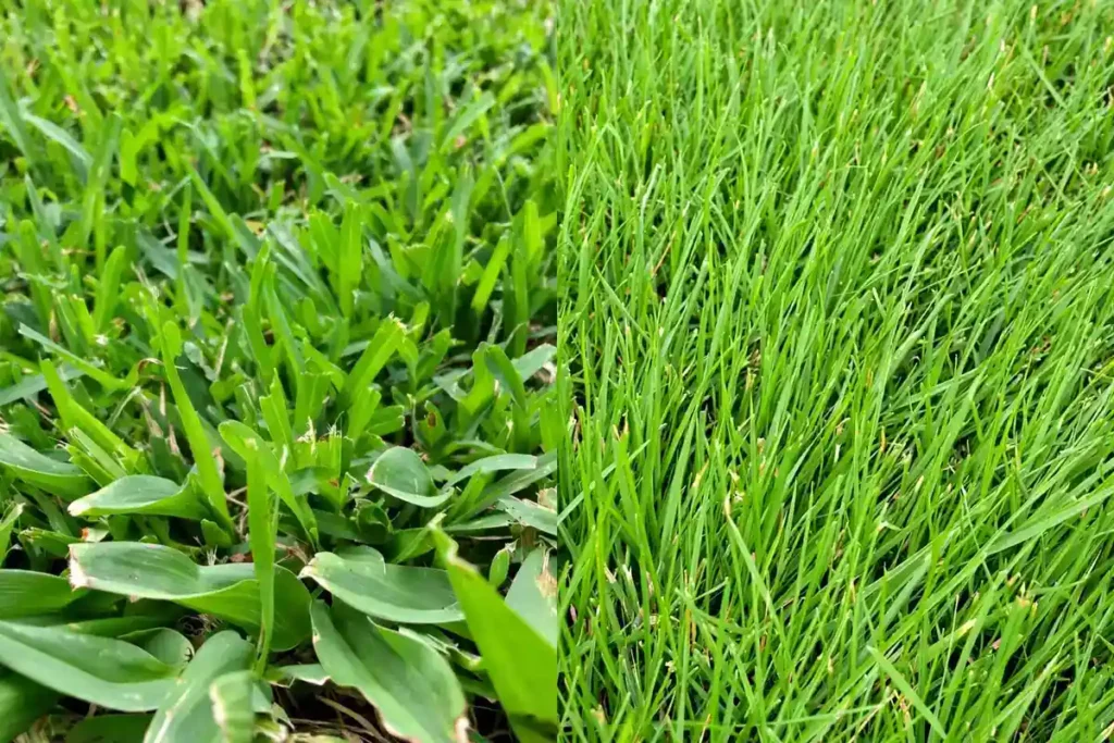 Warm-season Florida lawn compared with cool-season grass