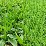 Cool Season vs Warm Season Grasses: Which One Grows in Florida?
