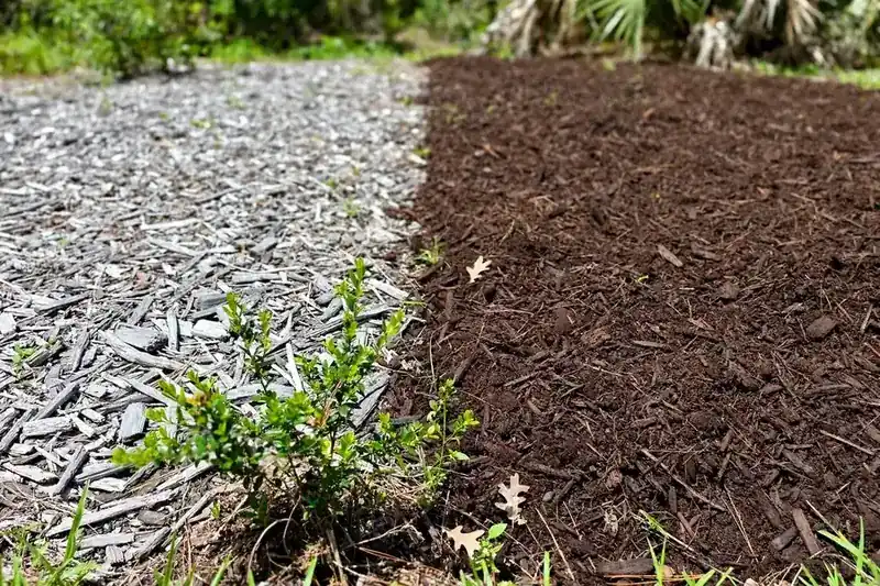 Sun-faded gray mulch next to a strip of fresh dark brown mulch in a garden bed