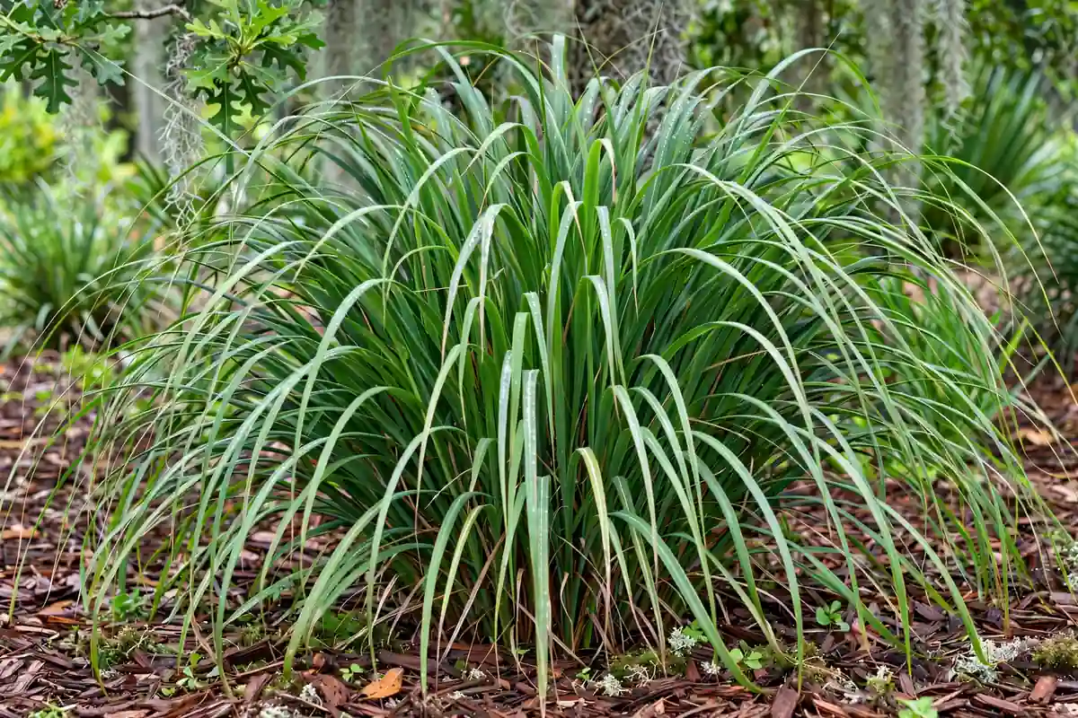 Close-up of lush fakahatchee grass clump, a Florida native privacy grass
