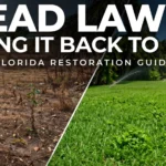 How to Restore a Dead Lawn in Florida (2026 Guide)