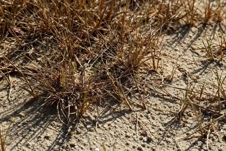 Thin, browning fine-blade grass struggling in hot summer sun