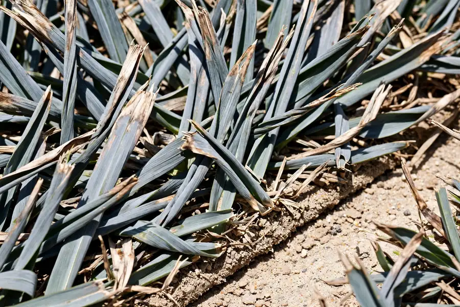Gray-blue folded grass blades on new sod suffering from drought stress