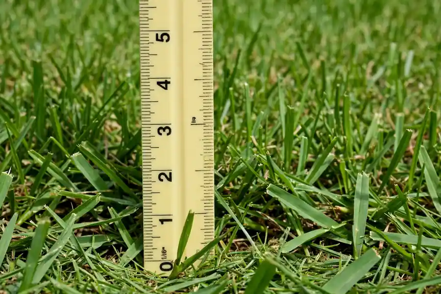 Ruler showing St. Augustine grass cut at about 4 inches tall