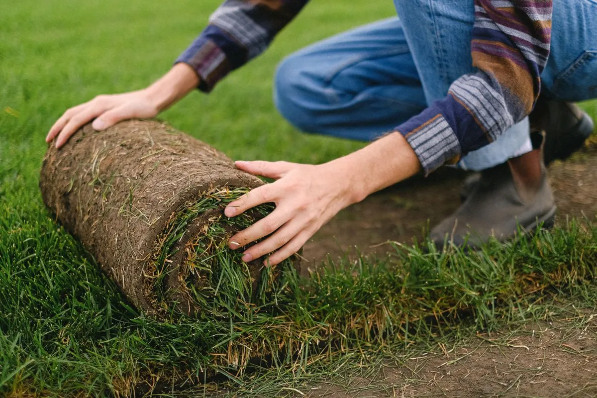 Fresh sod being unrolled by hand to repair a worn section of lawn