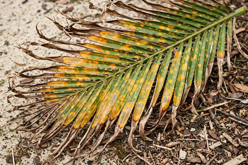 Fallen palm frond with yellow-orange spots and dry brown leaflet tips lying on sandy soil and mulch