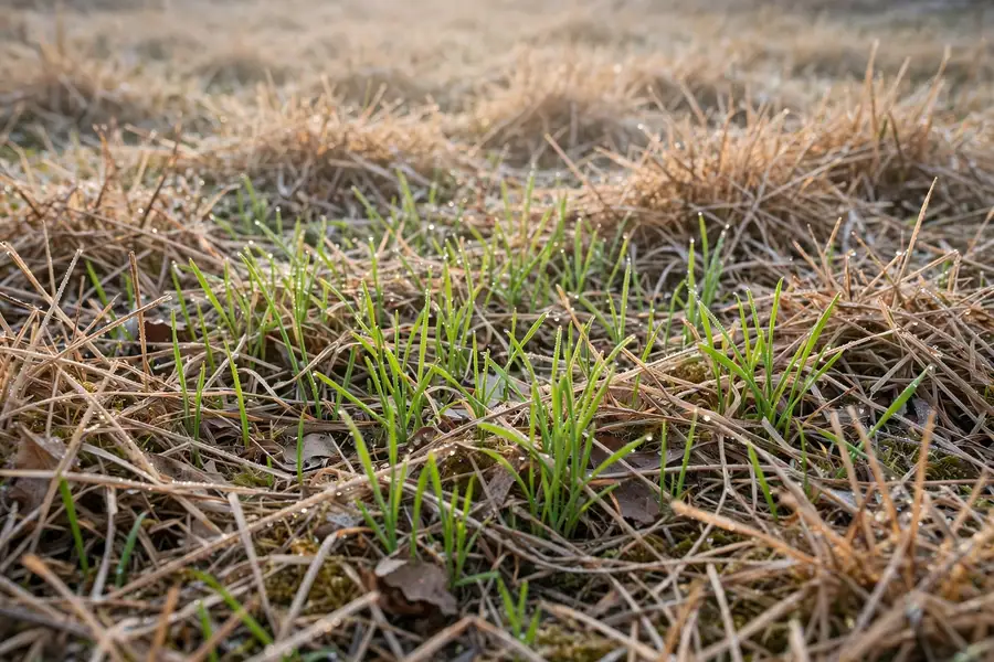 Bright green ryegrass sprouting through a dormant warm-season lawn in winter