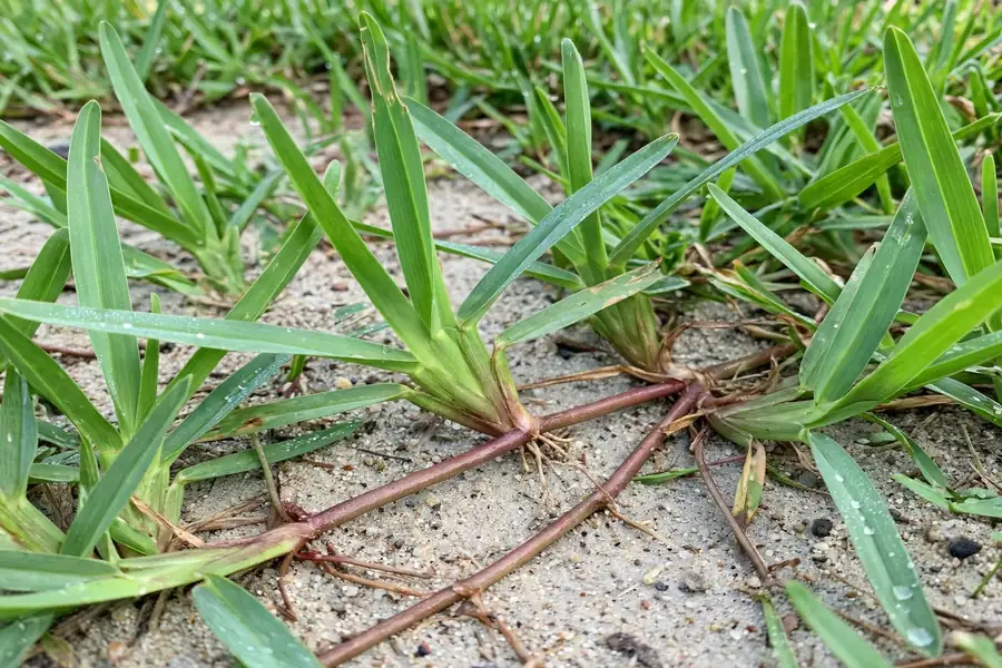 St. Augustine grass runners spreading across bare sandy soil