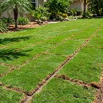 Why Is My New Sod Dying? Causes, Fixes, and How to Save It