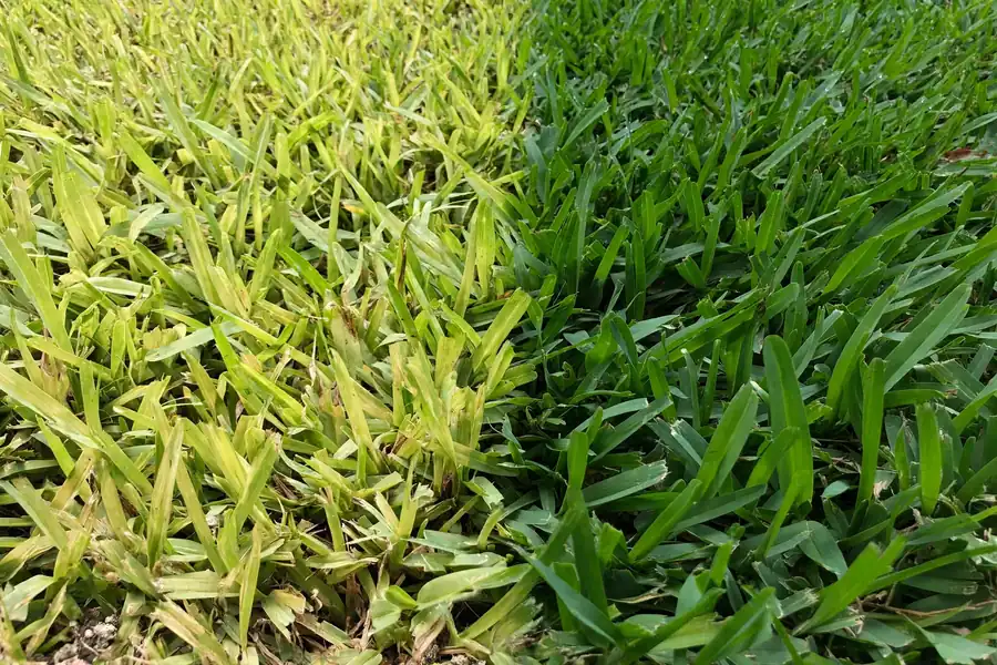 Pale yellow-green St. Augustine grass next to a healthy dark green patch